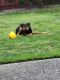 Rottweiler Puppies for sale in Tacoma, WA 98499, USA. price: NA