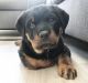 Rottweiler Puppies for sale in Ontario, CA, USA. price: NA