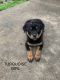 Rottweiler Puppies for sale in Muskogee, OK, USA. price: $700