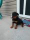 Rottweiler Puppies for sale in Stanley, VA 22851, USA. price: NA