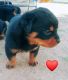 Rottweiler Puppies for sale in Lubbock, TX 79423, USA. price: $1,500
