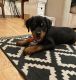 Rottweiler Puppies for sale in Kissimmee, FL, USA. price: NA