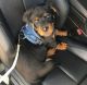 Rottweiler Puppies for sale in Largo, MD 20774, USA. price: $750