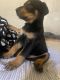 Rottweiler Puppies for sale in Hacienda Heights, CA, USA. price: NA
