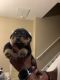 Rottweiler Puppies for sale in Greenville, SC, USA. price: NA