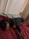 Rottweiler Puppies for sale in Kent, OH, USA. price: NA