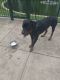 Rottweiler Puppies for sale in St. Louis, MO, USA. price: $100