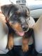 Rottweiler Puppies for sale in Canton, OH, USA. price: $850