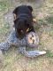 Rottweiler Puppies for sale in Whittier, CA, USA. price: NA
