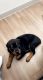 Rottweiler Puppies for sale in Tampa, FL, USA. price: $1,500