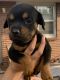 Rottweiler Puppies for sale in Greeley, CO 80631, USA. price: NA