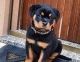 Rottweiler Puppies for sale in Oklahoma City, OK, USA. price: $500