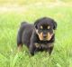Rottweiler Puppies for sale in 129 W Trade St, Charlotte, NC 28202, USA. price: NA