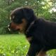Rottweiler Puppies for sale in Indianapolis, IN, USA. price: $1,000