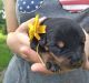 Rottweiler Puppies for sale in Jackson, MI, USA. price: NA