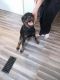 Rottweiler Puppies for sale in Crossville, TN 38571, USA. price: NA
