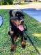 Rottweiler Puppies for sale in Fort Lauderdale, FL, USA. price: $1,800