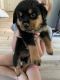 Rottweiler Puppies for sale in Springville, NY 14141, USA. price: NA