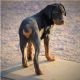 Rottweiler Puppies for sale in Maricopa, AZ 85138, USA. price: NA
