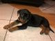 Rottweiler Puppies for sale in 9491 Locust Ave, Fontana, CA 92335, USA. price: NA