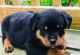 Rottweiler Puppies for sale in Ottawa, ON, Canada. price: NA