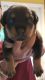 Rottweiler Puppies for sale in Tampa, FL 33605, USA. price: $1,000