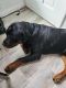Rottweiler Puppies for sale in Plainfield, NJ, USA. price: NA