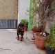 Rottweiler Puppies for sale in LR Bande Cross Rd, KHB Colony Extension, Kaval Bairasandra, Bengaluru, Karnataka 560032, India. price: 23000 INR