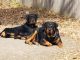 Rottweiler Puppies for sale in Denton, TX, USA. price: NA