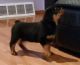 Rottweiler Puppies for sale in Denver Tech Center, Greenwood Village, CO, USA. price: NA