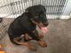 Rottweiler Puppies for sale in Columbus, OH, USA. price: NA
