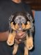 Rottweiler Puppies for sale in 1174 Connetquot Ave, Central Islip, NY 11722, USA. price: NA