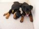 Rottweiler Puppies for sale in Dallas, GA, USA. price: NA