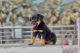 Rottweiler Puppies for sale in Dhanbad, Jharkhand, India. price: 20000 INR