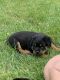 Rottweiler Puppies for sale in Catonsville, MD 21228, USA. price: $1,200