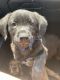 Rottweiler Puppies for sale in Oklahoma City, OK, USA. price: $250