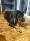 Rottweiler Puppies for sale in Battle Ground, WA 98604, USA. price: $600