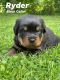 Rottweiler Puppies for sale in Columbus, OH 43224, USA. price: $1,800