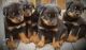 Rottweiler Puppies for sale in Mysuru, Karnataka, India. price: 25000 INR
