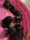 Rottweiler Puppies for sale in Gary, IN, USA. price: NA