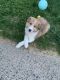 Rough Collie Puppies for sale in Philadelphia, PA 19136, USA. price: $700