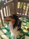Rough Collie Puppies for sale in Hopkins, MN, USA. price: $1,000