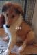 Rough Collie Puppies for sale in Hiddenite, NC 28636, USA. price: $300