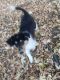 Rough Collie Puppies for sale in Turtle Lake, WI, USA. price: NA