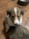 Rough Collie Puppies for sale in Williams, IN 47470, USA. price: $500