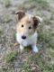 Rough Collie Puppies for sale in Selma, TX 78154, USA. price: $1,000