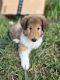 Rough Collie Puppies for sale in San Antonio, TX, USA. price: $375