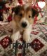 Rough Collie Puppies for sale in Daniels, WV, USA. price: $800