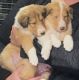Rough Collie Puppies