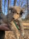 Rough Collie Puppies for sale in Statesville, NC 28625, USA. price: $350